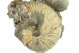 Two Cretaceous Hoploscaphites Ammonite Fossils - Montana #262724-2